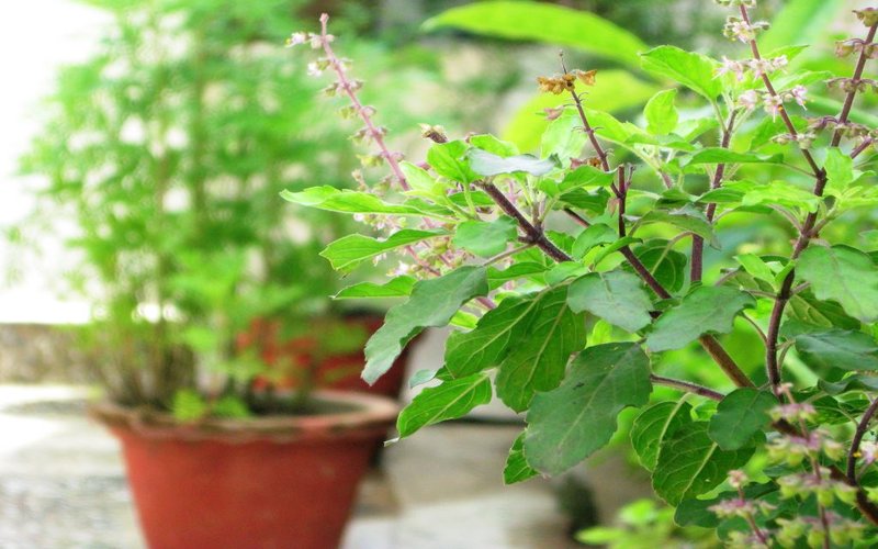 tulsi